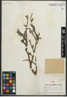 Foto von Salix myrtillacea Andersson
